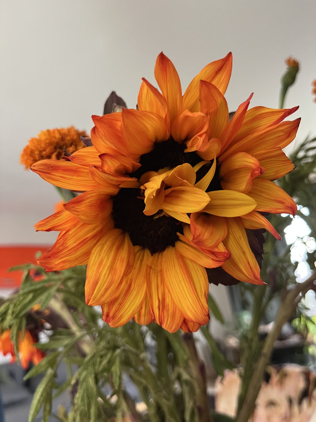 A vibrant orange and yellow sunflower blooms with an array of petals radiating outward. In a captivating display, several petals emerge, unusually, from the flower's dark brown center, breaking through where typically only uniform seed patterns are found. These rogue petals add a unique and lively contrast to the flower's core.