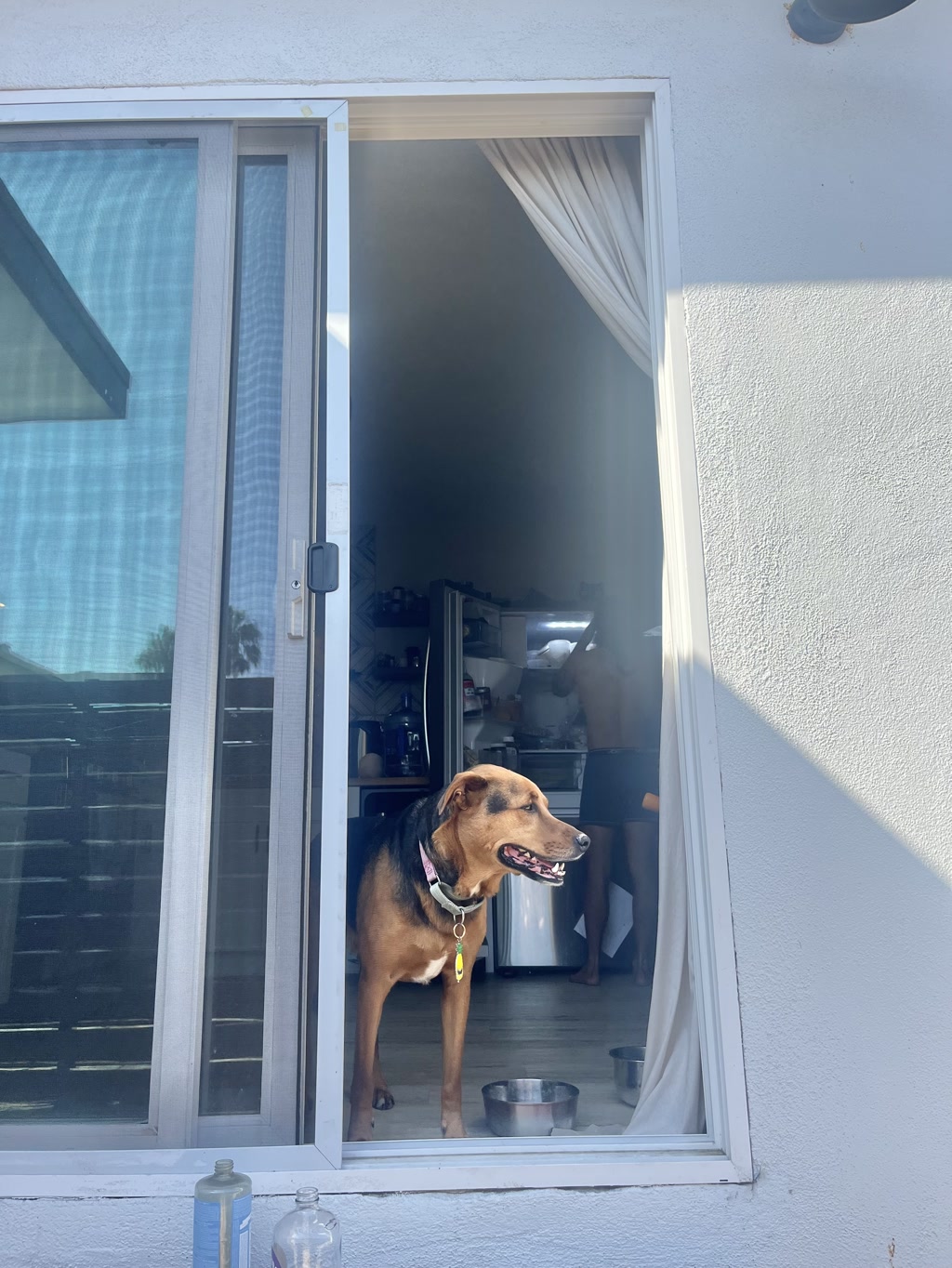 Moose, a slender dog with a sleek brown coat and a black muzzle, stands in front of a partially open sliding door. Light streams in from the sunny outside, casting brightness into a room where curtains drape softly to one side. Behind Moose, in the dimmer kitchen, a person is visible near an open refrigerator, suggesting a mundane yet cozy domestic scene.