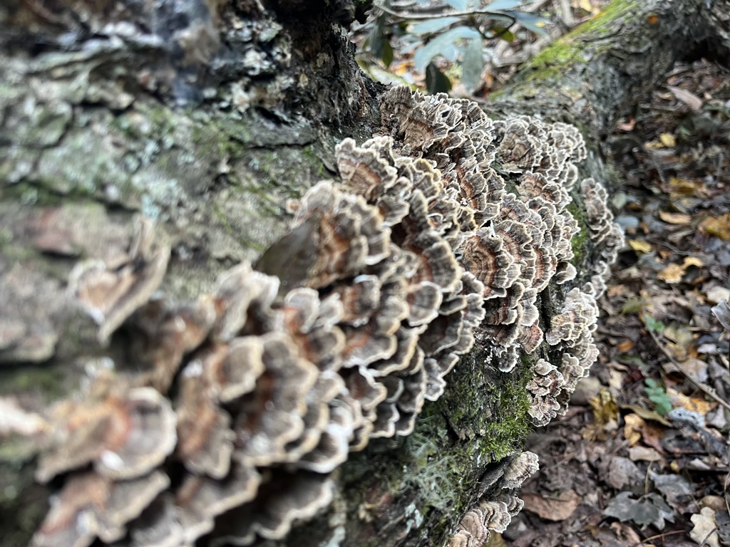 A log covered in a mosaic of turkey tail mushrooms, displaying multiple concentric rings of various shades of brown and grey. The fungi's shelf-like formations overlap each other, creating a textured tapestry along the wood. Patches of green moss add contrast to the scene, indicating a damp and natural setting. The surrounding ground is scattered with fallen leaves, signifying a forested area.