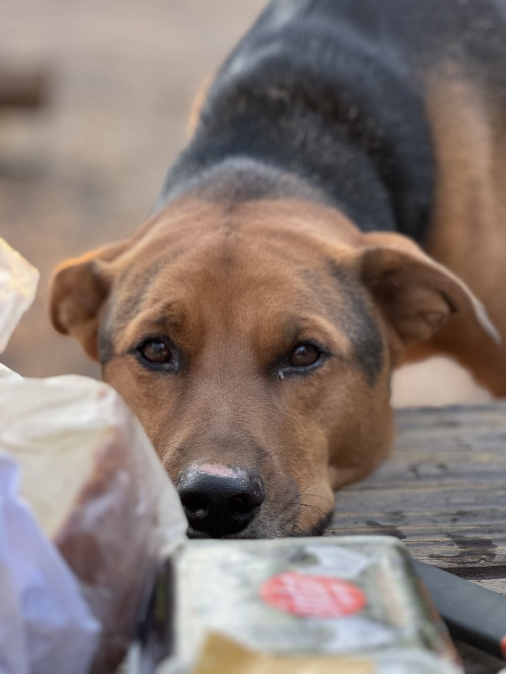 A brown and black dog with compelling eyes is peering over the edge of a wooden surface, giving off an expression of longing or anticipation. In the foreground, there are various food items, including what appears to be packaged eggs and bread, which are slightly out of focus. The dog's attention seems focused on these food items, suggesting a desire for them.