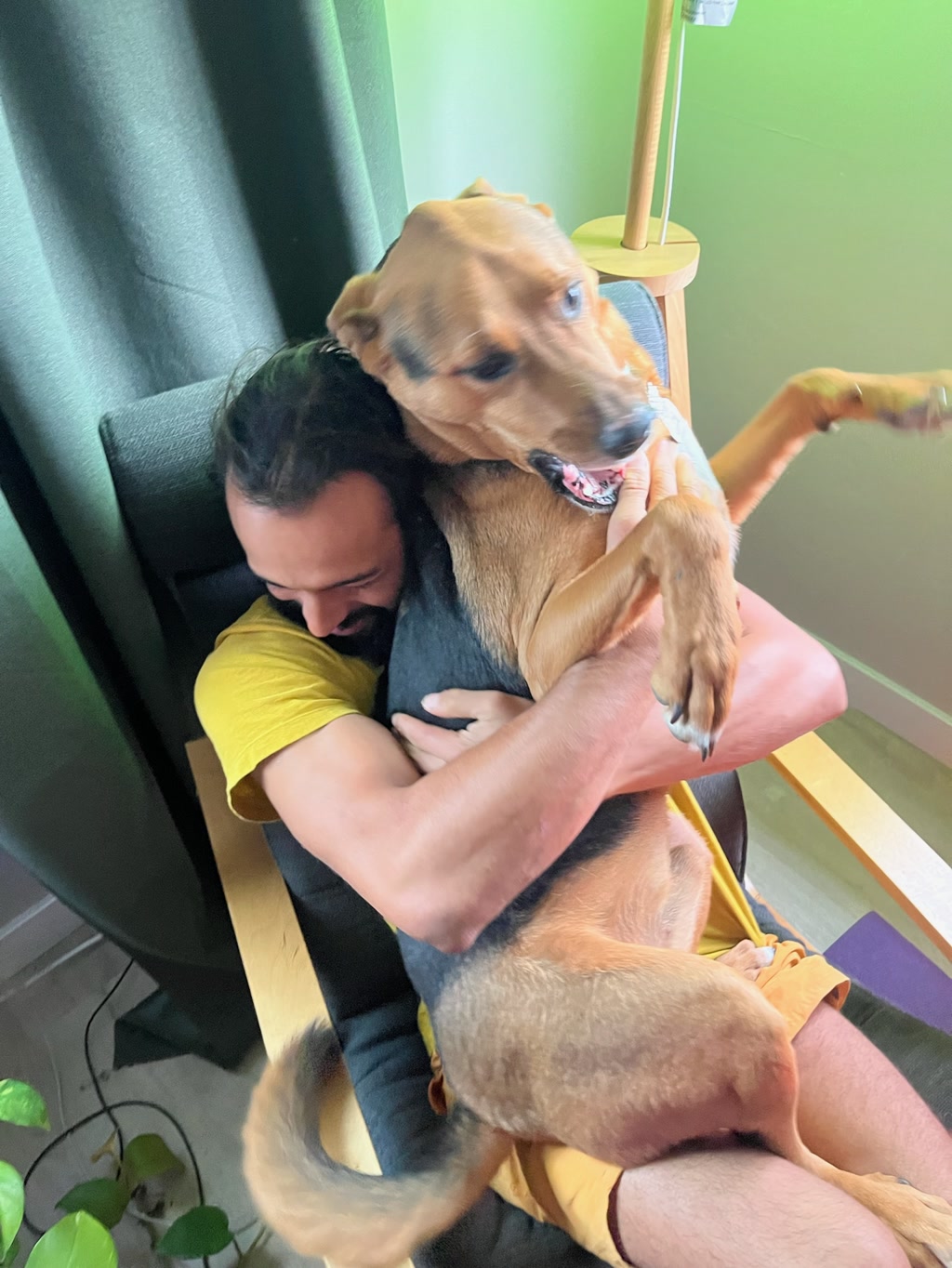 A person is affectionately embracing a large, tan-colored dog that is sitting on their lap. The canine companion has its front legs extended, and appears to be somewhat surprised or in motion. The person's face is mostly obscured by the dog, while they are seated in a black office chair. They are wearing a yellow short-sleeved shirt and tan shorts, and the setting includes a backdrop of a green wall with a plant to the left side.