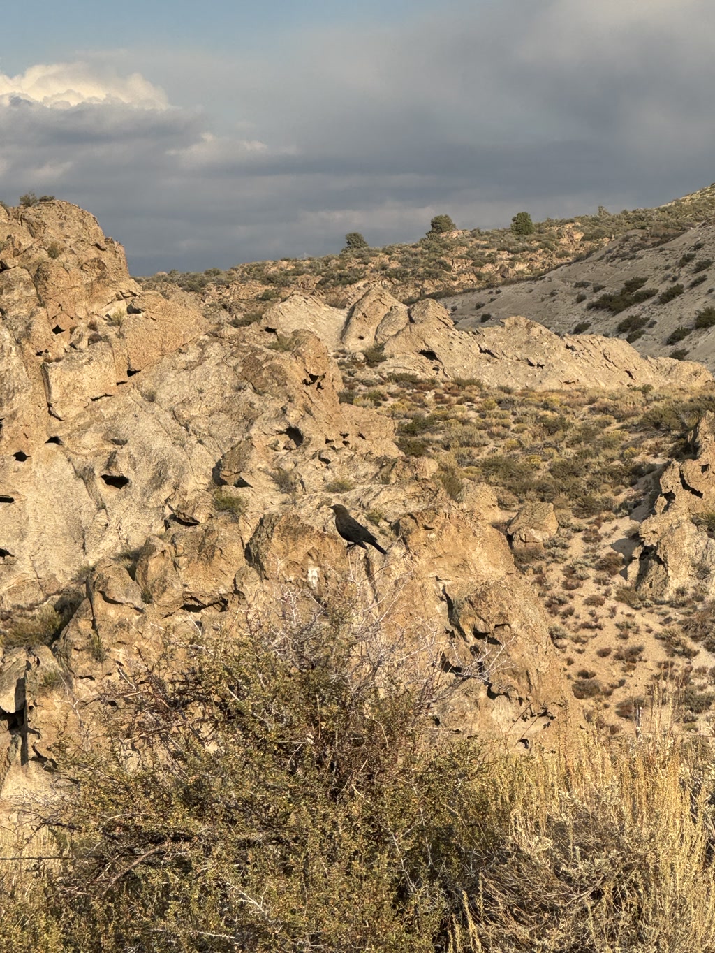 A black bird perches atop a scrubby bush that is growing against a backdrop of rugged, weathered boulders. These dominate the landscape, each rock exhibiting a textured surface with various shades of tan and gray. The terrain slopes upward with patches of sparse vegetation dotting the dry, sandy soil. Above, the sky is partly cloudy, with the sunlight casting a warm glow on the scene, which suggests it may be either early morning or late afternoon.