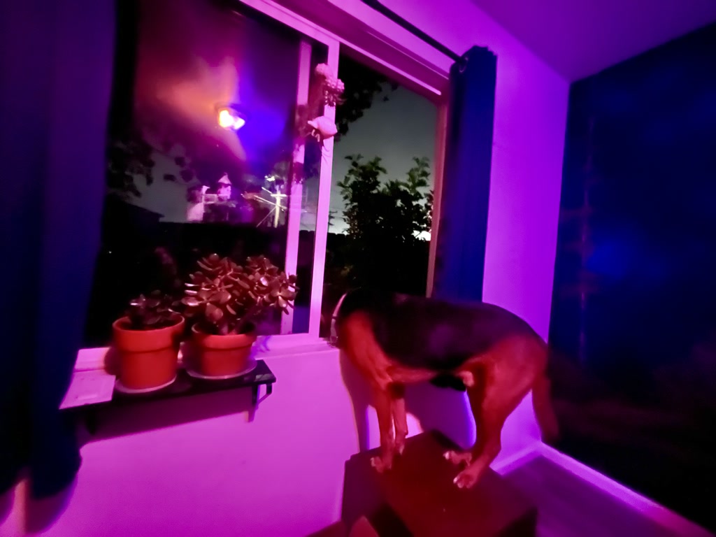 In a room illuminated with purple lighting, a dog named Moose stands with its front paws on a dark stool, positioned by the window. Outside the window, it is twilight with a subtly lit sky visible between silhouetted tree branches. Indoor plant pots sit on a shelf against the window, while a purple drape frames one side of the scene. The atmosphere is quiet with a hint of anticipation, perhaps as Moose waits for someone.