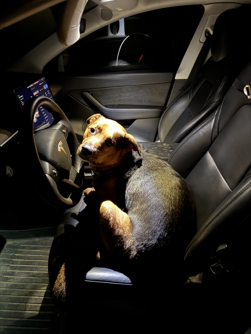 Inside a vehicle, the interior is visibly modern and sleek, most likely part of a higher-end model, with touchscreen controls glowing softly in the dark. A dog with a shiny coat sits in the driver's seat, gripping the steering wheel with its paws. The dog appears ready and eager, almost as if it's preparing to take the wheel for a nighttime adventure. The dog's expressive eyes capture the excitement and curiosity associated with a new journey or perhaps an unexpected late-night excursion.